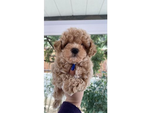 Mini Boy, Ped eğitimli Kore Maltipo yavrular