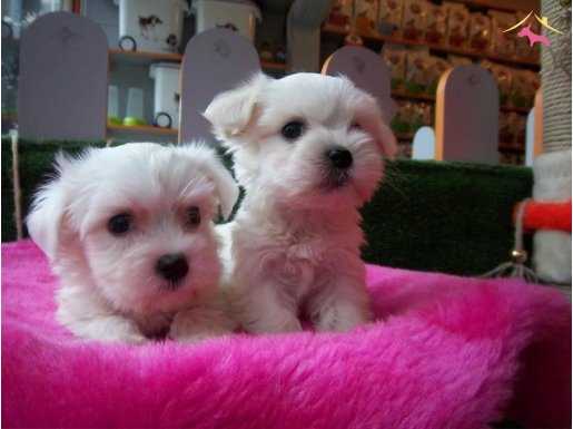 KAR BEYAZ MALTESE YAVRULARIM