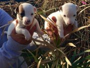JACK RUSSEL TERRİER KISA BACAK YAVRULAR