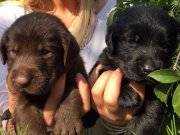 Orjinal Labrador Retriever Yavrularımkz