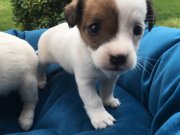 Saf Irk Mükemmel Jack Russel Yavrularımız 