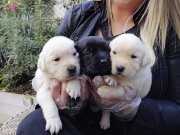 Saf Irk Labrador Retriever Yavrularımız 
