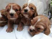 Irk Garantili American Cocker Yavrularımız 