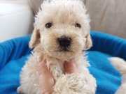 Apricot Poodle Yavrularımız 