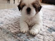 Mükemmel Renkler Shih Tzu Bebekler 