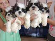 Harika Shih Tzu Bebekler