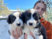 Mükemmel Kalite Border Collie yavrularımız 