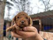 Red Poodle Erkek Bebek
