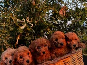Mükemmel renklerde Poodle Bebeklerimiz