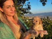 Mini boy Apricot Poodle Yavrularımız