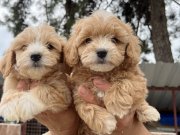 Maltipoo Mükemmel Bebekler