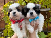 Mükemmel Kan hattı Malefiz Bebekleri