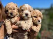 Çiçek Maltipo Bebekler ped eğitimli