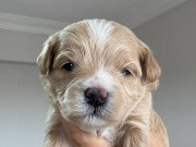 Kore Maltipo Bebekler