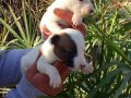 JACK RUSSEL TERRİER KISA BACAK YAVRULAR