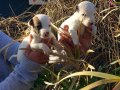 JACK RUSSEL TERRİER KISA BACAK YAVRULAR