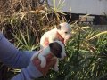 JACK RUSSEL TERRİER KISA BACAK YAVRULAR