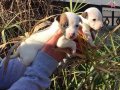 JACK RUSSEL TERRİER KISA BACAK YAVRULAR