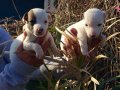 JACK RUSSEL TERRİER KISA BACAK YAVRULAR