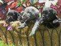 CANE CORSO DEV İTALYAN MAASTİFF YAVRULARIMIZ