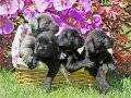 CANE CORSO DEV İTALYAN MAASTİFF YAVRULARIMIZ