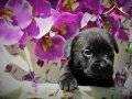 CANE CORSO DEV İTALYAN MAASTİFF YAVRULARIMIZ