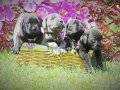 CANE CORSO DEV İTALYAN MAASTİFF YAVRULARIMIZ