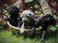 CANE CORSO DEV İTALYAN MAASTİFF YAVRULARIMIZ