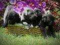 CANE CORSO DEV İTALYAN MAASTİFF YAVRULARIMIZ