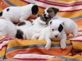 Bodur Bacak Jack Russel (Ab Pasaport, Microchipli)