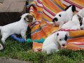 Bodur Bacak Jack Russel (Ab Pasaport, Microchipli)