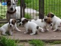 Bodur Bacak Jack Russel (Ab Pasaport, Microchipli)