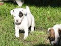 Bodur Bacak Jack Russel (Ab Pasaport, Microchipli)