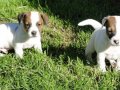 Bodur Bacak Jack Russel (Ab Pasaport, Microchipli)