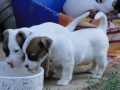 Bodur Bacak Jack Russel (Ab Pasaport, Microchipli)