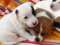 Bodur Bacak Jack Russel (Ab Pasaport, Microchipli)
