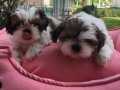 Mükemmel Shih Tzu Yavrularımız 
