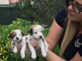 Saf Irk Mükemmel Jack Russel Yavrularımız 
