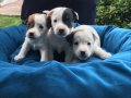 Saf Irk Mükemmel Jack Russel Yavrularımız 