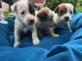 Saf Irk Mükemmel Jack Russel Yavrularımız 