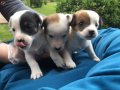 Saf Irk Mükemmel Jack Russel Yavrularımız 