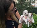 Kısa Bacak Orjinal Jack Russel Yavrularımız 