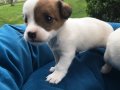 Kısa Bacak Orjinal Jack Russel Yavrularımız 