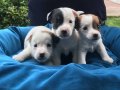 Kısa Bacak Orjinal Jack Russel Yavrularımız 