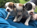 Kısa Bacak Orjinal Jack Russel Yavrularımız 
