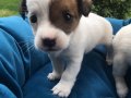 Kısa Bacak Orjinal Jack Russel Yavrularımız 