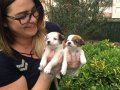 Kısa Bacak Orjinal Jack Russel Yavrularımız 