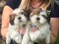 Orjinal Shih Tzu Bebekler