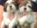Orjinal Shih Tzu Bebekler