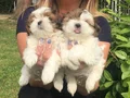 Orjinal Shih Tzu Bebekler
